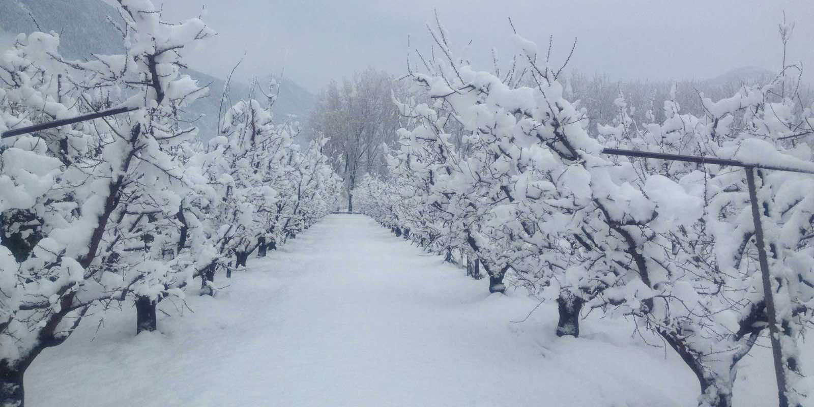 Le verger en hiver