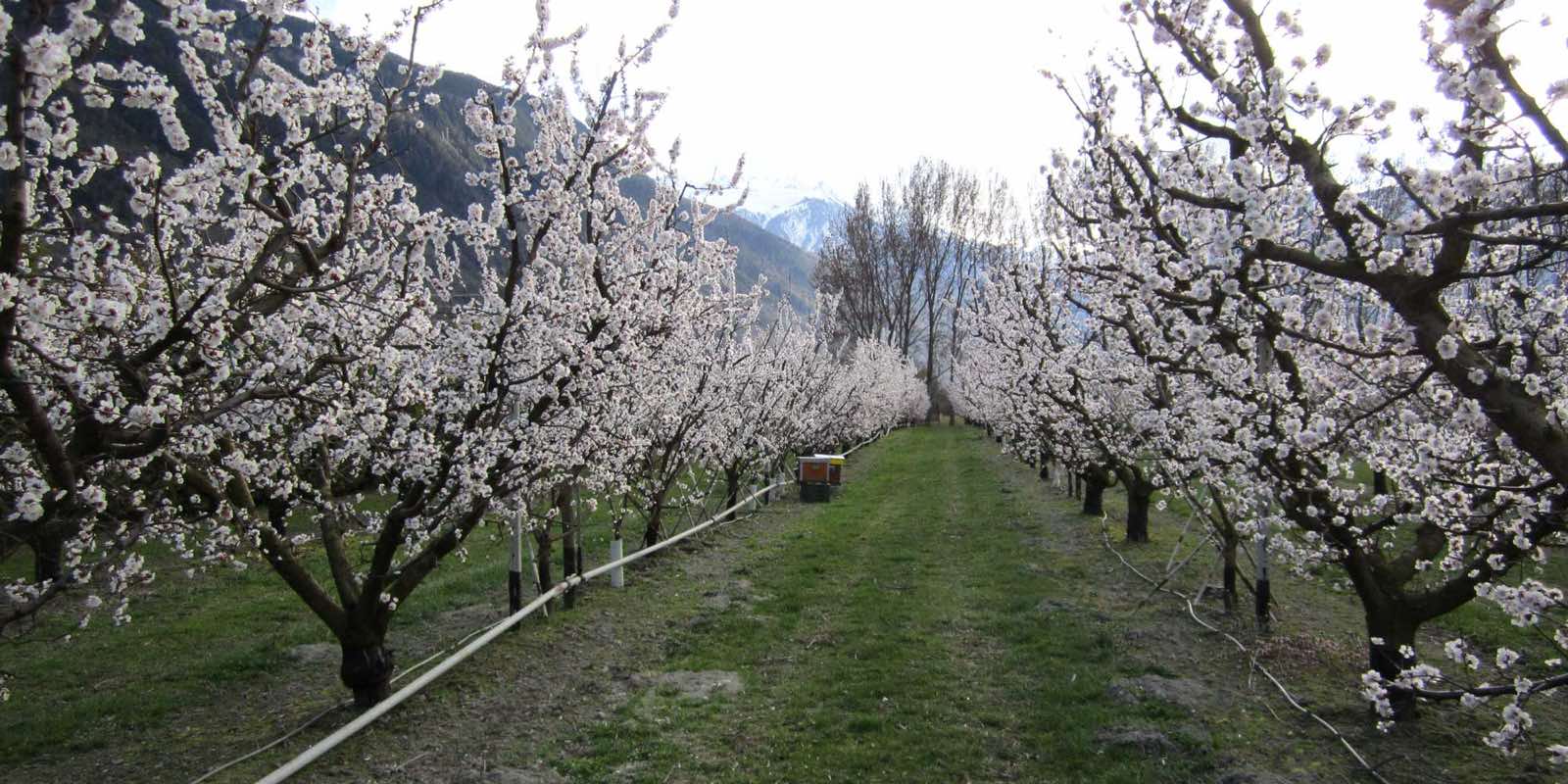 Les abricotiers en fleurs au printemps